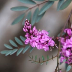 Indigofera australis subsp. australis at Deakin, ACT - 19 Sep 2020 12:38 PM