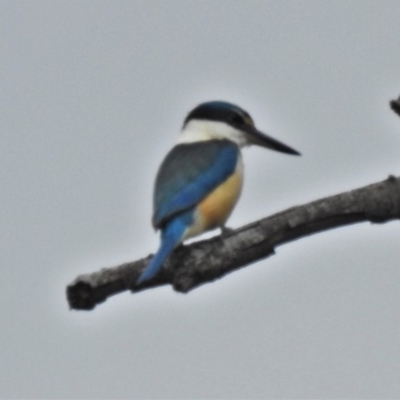 Todiramphus sanctus (Sacred Kingfisher) at Coree, ACT - 19 Sep 2020 by JohnBundock