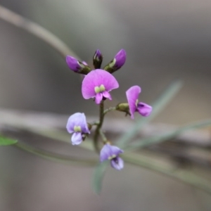 Glycine clandestina at Hughes, ACT - 19 Sep 2020 12:14 PM