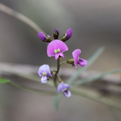 Glycine clandestina (Twining Glycine) at Hughes, ACT - 19 Sep 2020 by LisaH