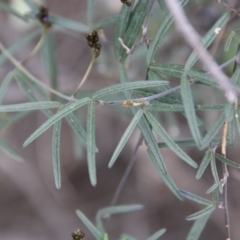 Glycine clandestina at Hughes, ACT - 19 Sep 2020 12:14 PM