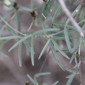 Glycine clandestina at Hughes, ACT - 19 Sep 2020