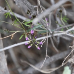 Glycine clandestina at Hughes, ACT - 19 Sep 2020 12:14 PM