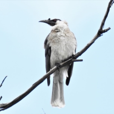 Philemon corniculatus (Noisy Friarbird) at Coree, ACT - 19 Sep 2020 by JohnBundock