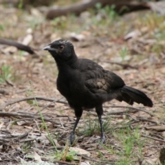 Corcorax melanorhamphos (White-winged Chough) at Hughes, ACT - 19 Sep 2020 by LisaH