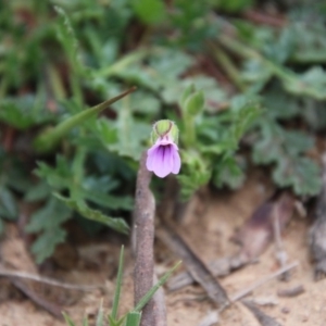 Erodium botrys at Hughes, ACT - 19 Sep 2020