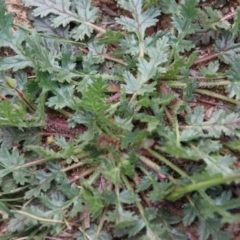 Erodium botrys at Hughes, ACT - 19 Sep 2020