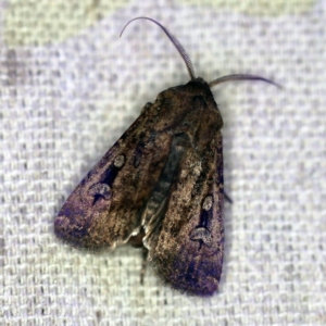 Agrotis infusa at O'Connor, ACT - 19 Sep 2020