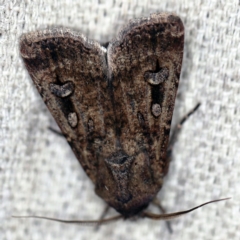 Agrotis infusa at O'Connor, ACT - 19 Sep 2020