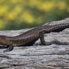 Egernia cunninghami (Cunningham's Skink) at Gundaroo, NSW - 14 Sep 2020 by Gunyijan