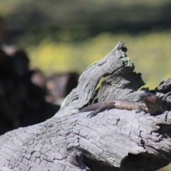 Egernia cunninghami at Gundaroo, NSW - 14 Sep 2020