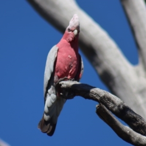 Eolophus roseicapilla at Gundaroo, NSW - 14 Sep 2020 12:59 PM