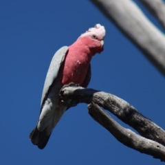 Eolophus roseicapilla at Gundaroo, NSW - 14 Sep 2020