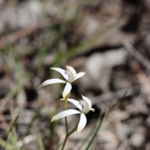 Caladenia ustulata at Gundaroo, NSW - 14 Sep 2020
