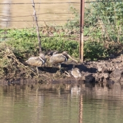 Rostratula australis (Australian Painted-snipe) at Bungendore, NSW - 4 Feb 2017 by rawshorty