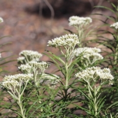 Cassinia longifolia (Shiny Cassinia, Cauliflower Bush) at Gundaroo, NSW - 26 Nov 2019 by Gunyijan