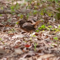 Pycnoptilus floccosus (Pilotbird) at Cotter River, ACT - 21 Feb 2015 by rawshorty