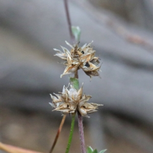 Laxmannia gracilis at O'Connor, ACT - 19 Sep 2020