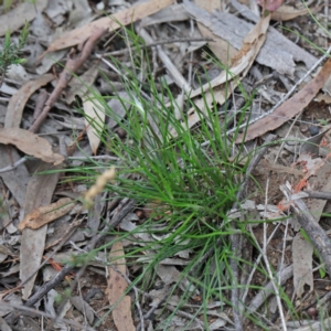 Laxmannia gracilis at O'Connor, ACT - 19 Sep 2020