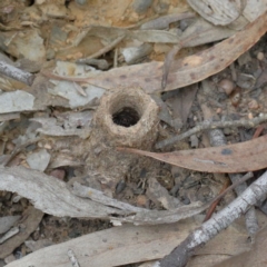 Camponotus intrepidus (Flumed Sugar Ant) at O'Connor, ACT - 19 Sep 2020 by ConBoekel