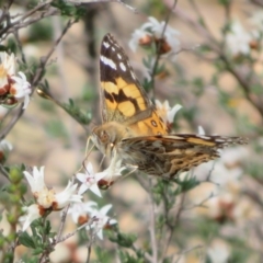 Vanessa kershawi (Australian Painted Lady) at Theodore, ACT - 19 Sep 2020 by Christine