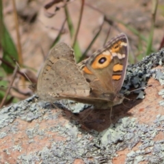 Junonia villida (Meadow Argus) at Theodore, ACT - 19 Sep 2020 by Christine
