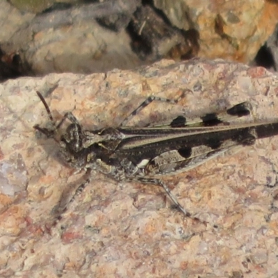 Pycnostictus seriatus (Common Bandwing) at Theodore, ACT - 19 Sep 2020 by Christine