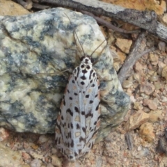 Utetheisa pulchelloides (Heliotrope Moth) at Theodore, ACT - 19 Sep 2020 by Christine