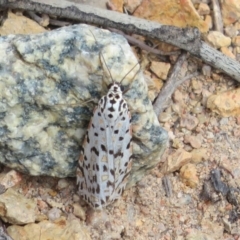 Utetheisa pulchelloides at Theodore, ACT - 19 Sep 2020