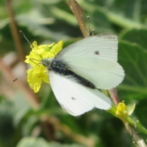 Pieris rapae at Theodore, ACT - 19 Sep 2020