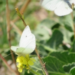 Pieris rapae at Theodore, ACT - 19 Sep 2020