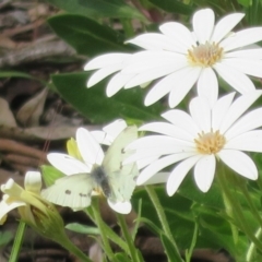 Pieris rapae at Theodore, ACT - 19 Sep 2020