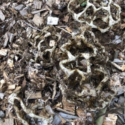 Ileodictyon gracile (Smooth Cage) at Wanniassa, ACT - 18 Sep 2020 by Lucylu243