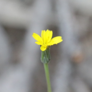 Hypochaeris glabra at O'Connor, ACT - 19 Sep 2020