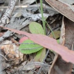 Hypochaeris glabra at O'Connor, ACT - 19 Sep 2020