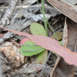 Hypochaeris glabra at O'Connor, ACT - 19 Sep 2020 11:17 AM