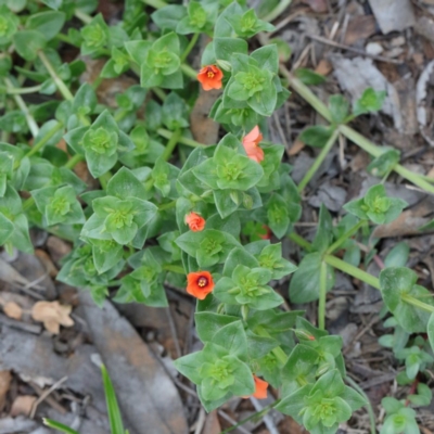 Lysimachia arvensis (Scarlet Pimpernel) at O'Connor, ACT - 19 Sep 2020 by ConBoekel