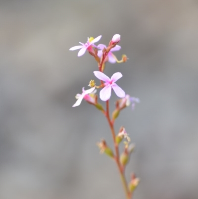 Stylidium graminifolium (Grass Triggerplant) at Wamboin, NSW - 29 Jun 2020 by natureguy