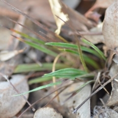 Stylidium graminifolium at Wamboin, NSW - 29 Jun 2020 01:26 PM