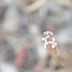 Stylidium graminifolium at Wamboin, NSW - 29 Jun 2020 01:26 PM