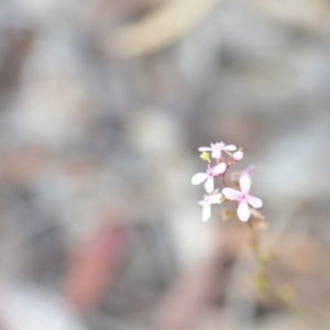 Stylidium graminifolium at Wamboin, NSW - 29 Jun 2020