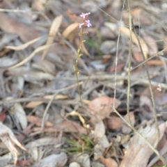 Stylidium graminifolium at Wamboin, NSW - 29 Jun 2020 01:26 PM