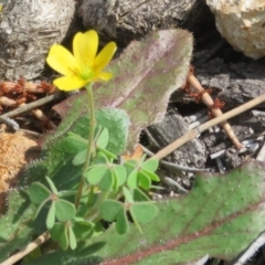 Oxalis sp. (Wood Sorrel) at Tuggeranong Hill - 19 Sep 2020 by Christine