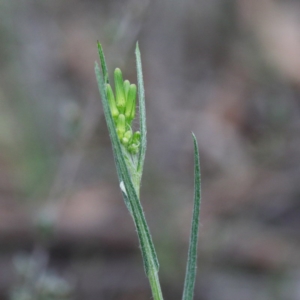 Senecio quadridentatus at O'Connor, ACT - 19 Sep 2020