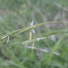 Microlaena stipoides (Weeping Grass) at Conder, ACT - 17 Mar 2020 by MichaelBedingfield