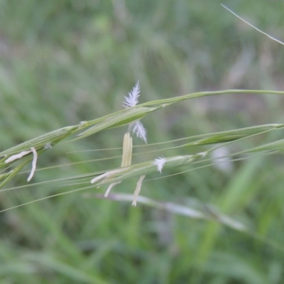 Microlaena stipoides (Weeping Grass) at Conder, ACT - 17 Mar 2020 by MichaelBedingfield