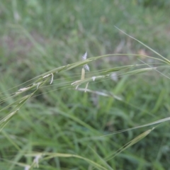 Microlaena stipoides at Conder, ACT - 17 Mar 2020