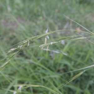 Microlaena stipoides at Conder, ACT - 17 Mar 2020