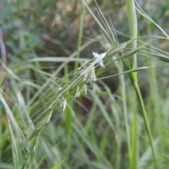 Microlaena stipoides at Conder, ACT - 17 Mar 2020