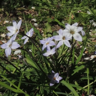 Ipheion uniflorum (Spring Star-flower) at Conder, ACT - 25 Aug 2020 by MichaelBedingfield